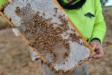 A man holds a frame from a bee hive and the bees crawl on it