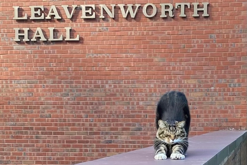 Max the cat stretches outside a building at Vermont State University Castleton campus.