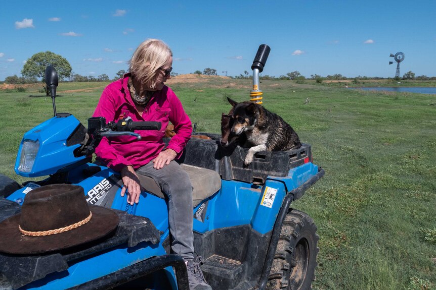 A woman and three dogs on a quad bike in a green paddock beside a dam.