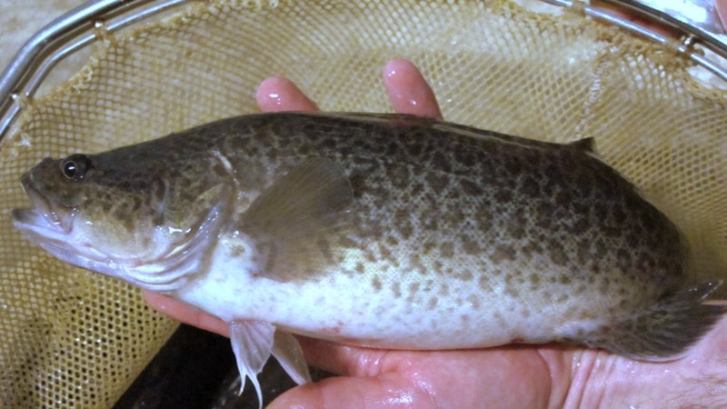 Changes to fishing rules for Murray Cod are proposed