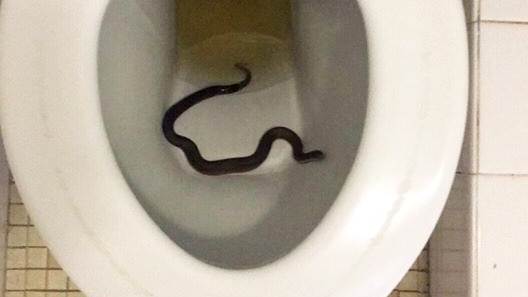 Snake in a Hobart toilet