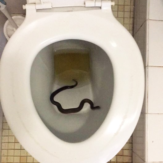 Snake in a Hobart toilet