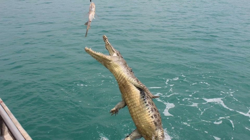 A photo of a crocodile jumping to catch a fish.