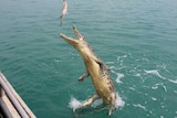 A photo of a crocodile jumping to catch a fish.