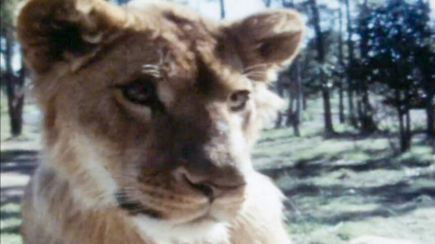 A lion perched on a car door.