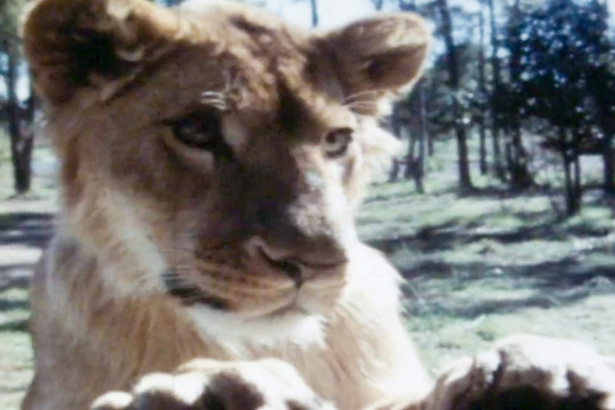 A lion perched on a car door.