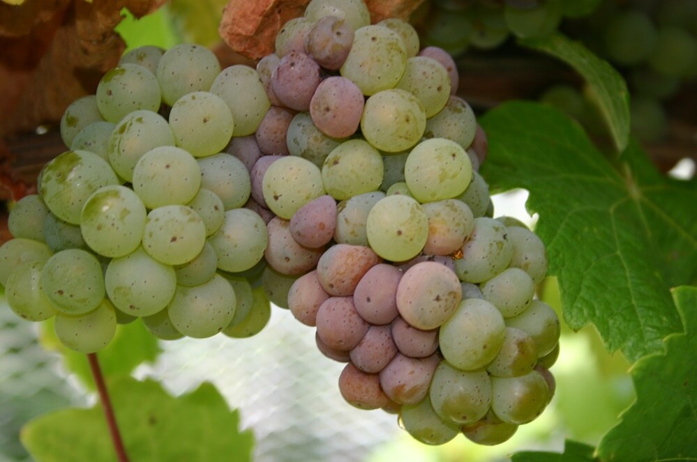 Managing Botrytis in the vineyard