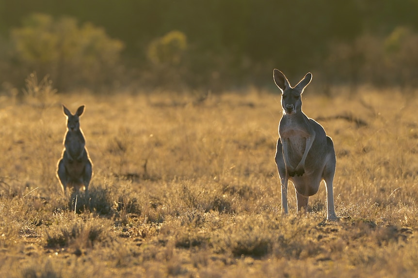 Two kangaroos standing next to each other in a paddock. 