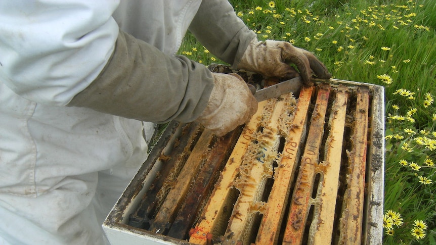 A man standing over an open bee hive