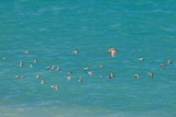 Curlew flies in a mixed flock at Roebuck Bay