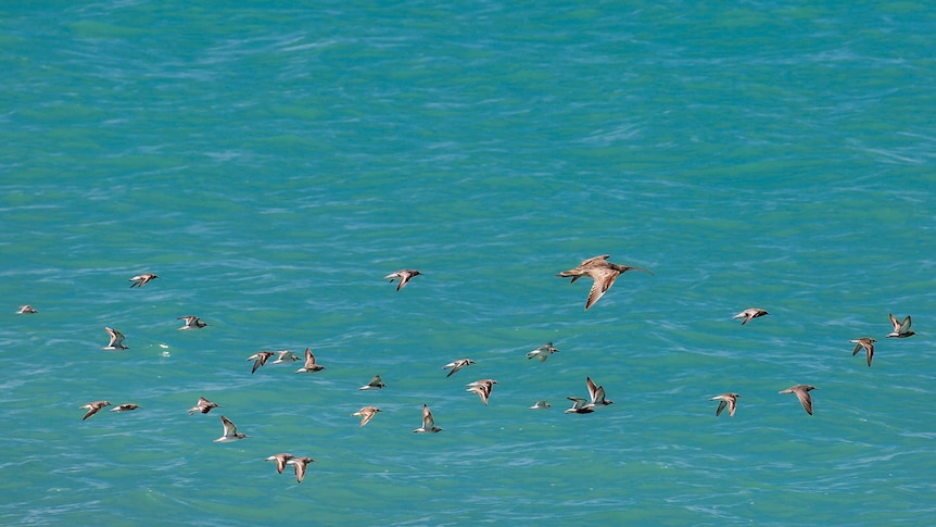 Curlew flies in a mixed flock at Roebuck Bay