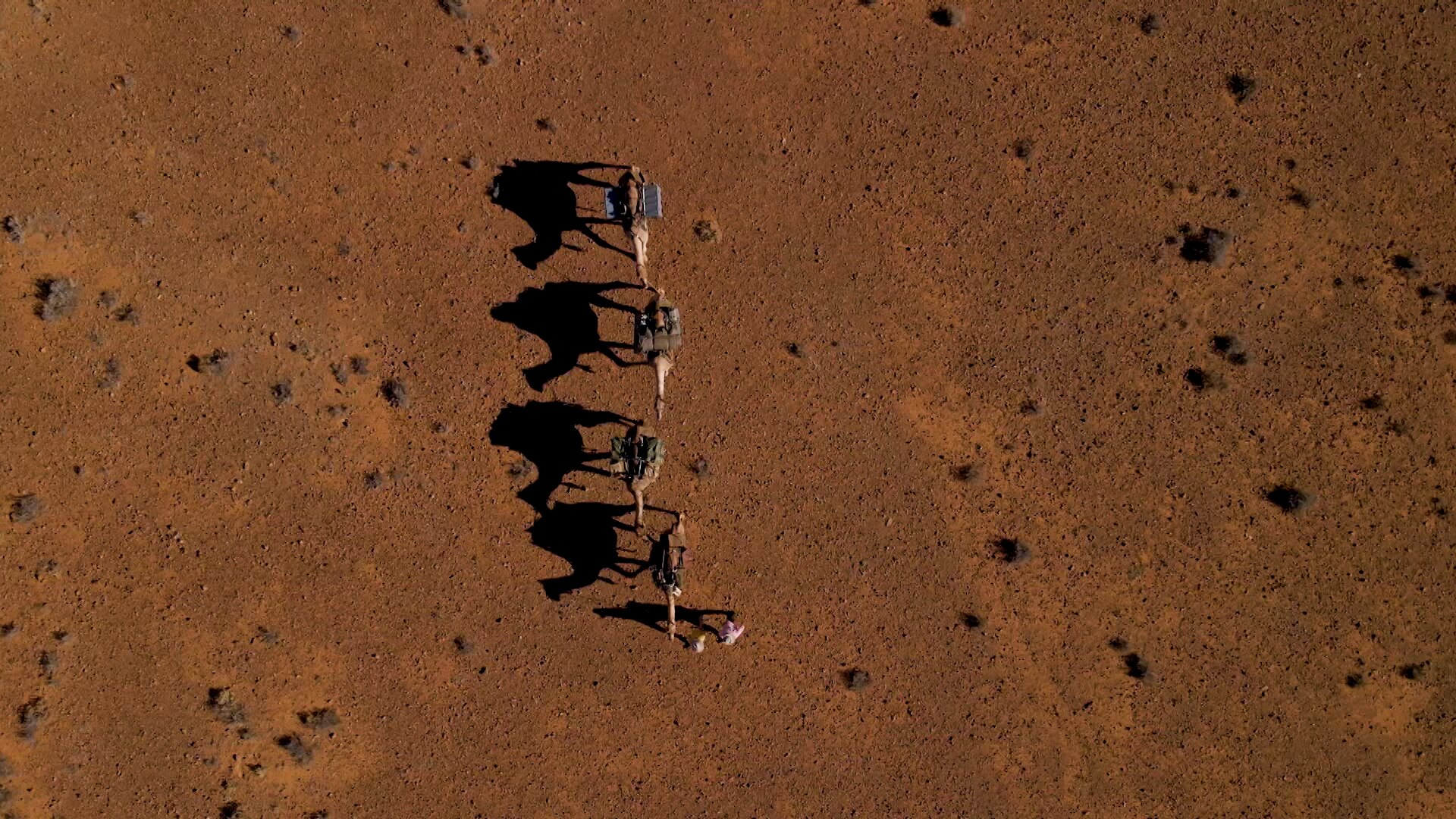 Drone of camel walk 3 - ABC News