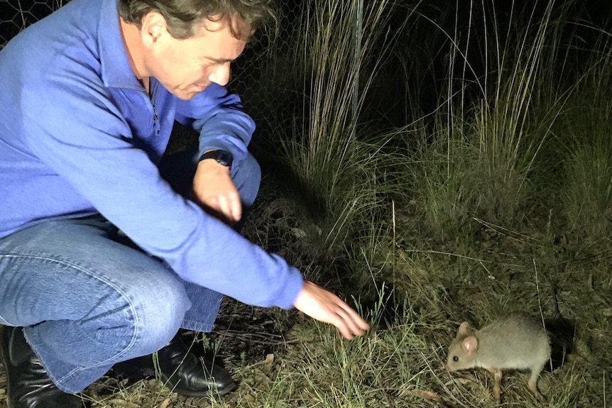 The nocturnal animals forage for underground fungi and will also eat insects and grubs.