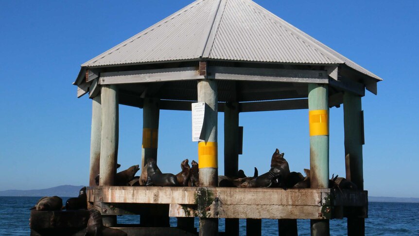 Approximately 18 seals lying on the decking of an octagonal structure surrounded by sea water.