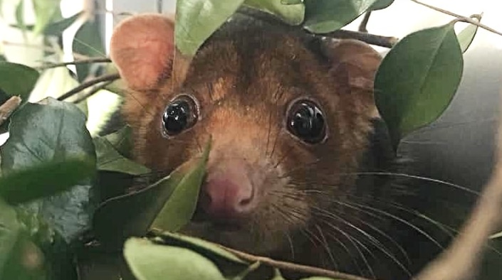 A possum's head looks through leaves.