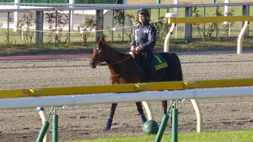 Dunaden prepares for the 2013 Japan Cup