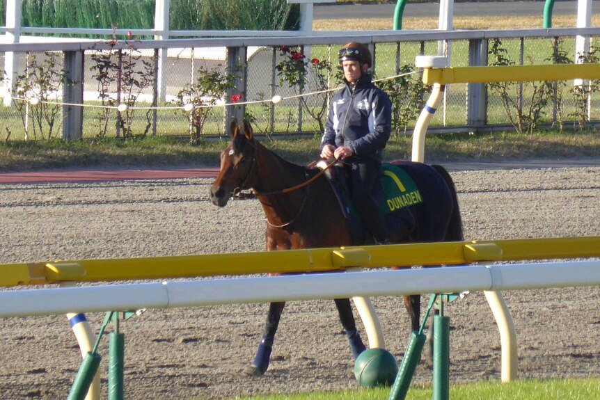 Dunaden prepares for the 2013 Japan Cup