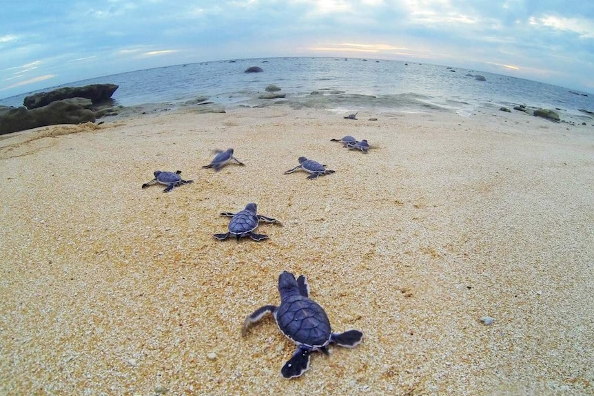 Turtle hatchlings making their way across a beach to the sea