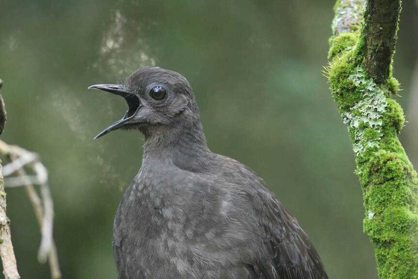 A close-up photo of a lyrebird shows it singing in the forest.