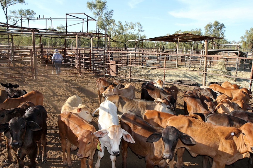 Feeding cattle at Speculation, 70km north of Jericho.