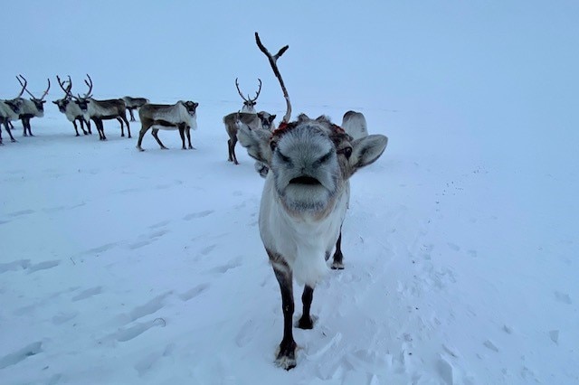 A reindeer in the snow looks straight at the camera