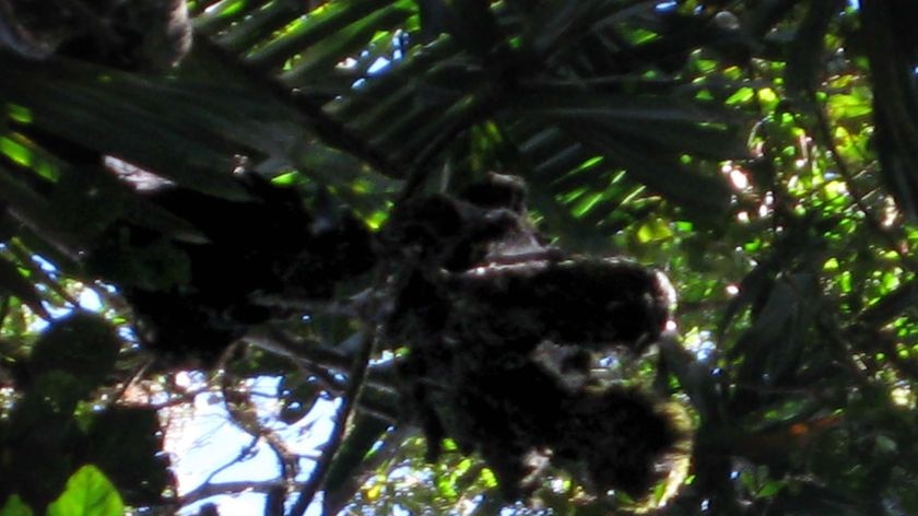 Hikers discovered the object hanging from the canopy halfway along the track.