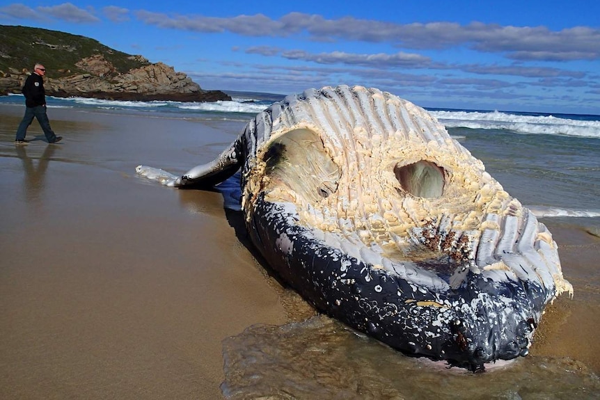 A head-on shot of a rotting 12-metre humpback whale carcas on the shore at Honeycombs Beach.