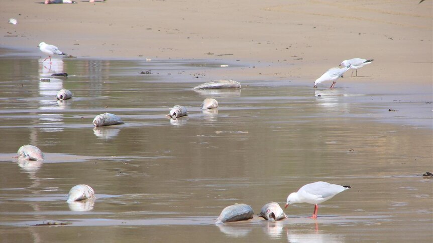 Seagulls investigate masses of dead fish on Tathra beach