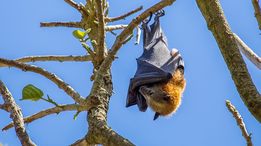 Flying fox hanging upside down in tree against blue sky background.