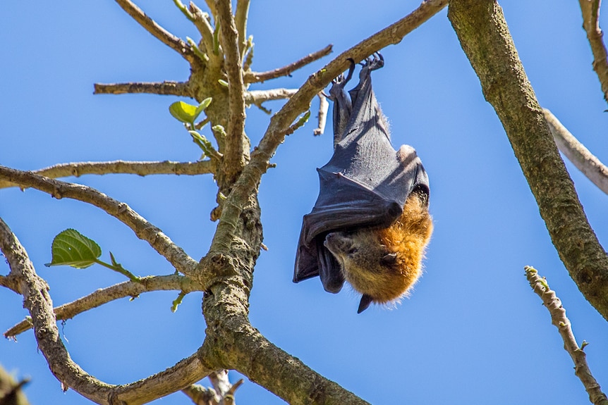 Flying fox hanging upside down in tree against blue sky background.