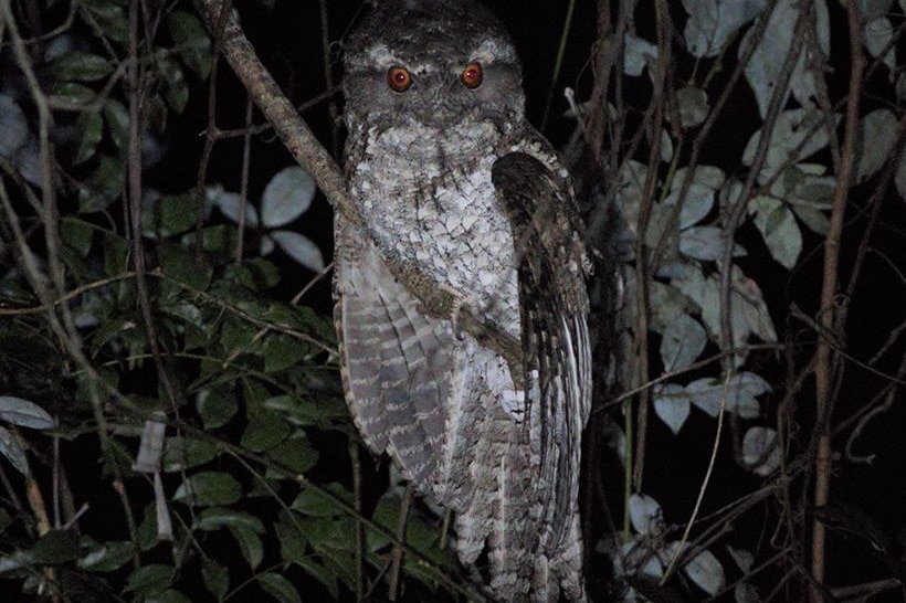 A marbled frogmouth at night.