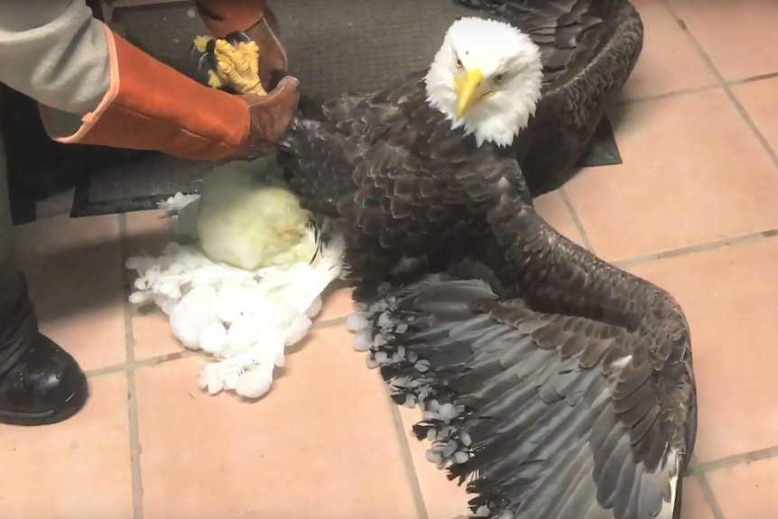 A bald eagle laying on a tiled floor, wings outstretched. A large, off-white lump is stuck to its rear end.