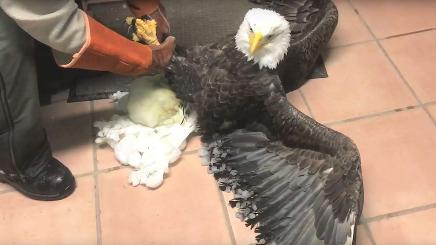 A bald eagle laying on a tiled floor, wings outstretched. A large, off-white lump is stuck to its rear end.