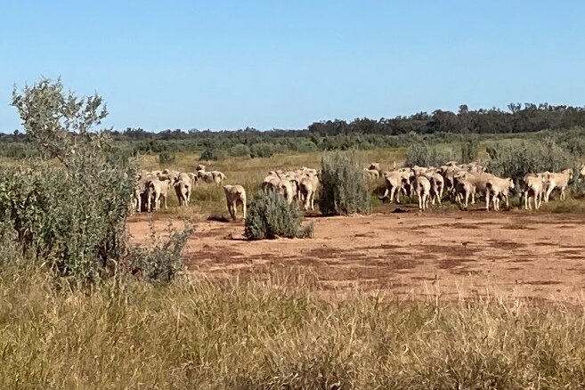 A mob of Merino sheep grazing on Saltbush near Dirranbandi in Queensland 