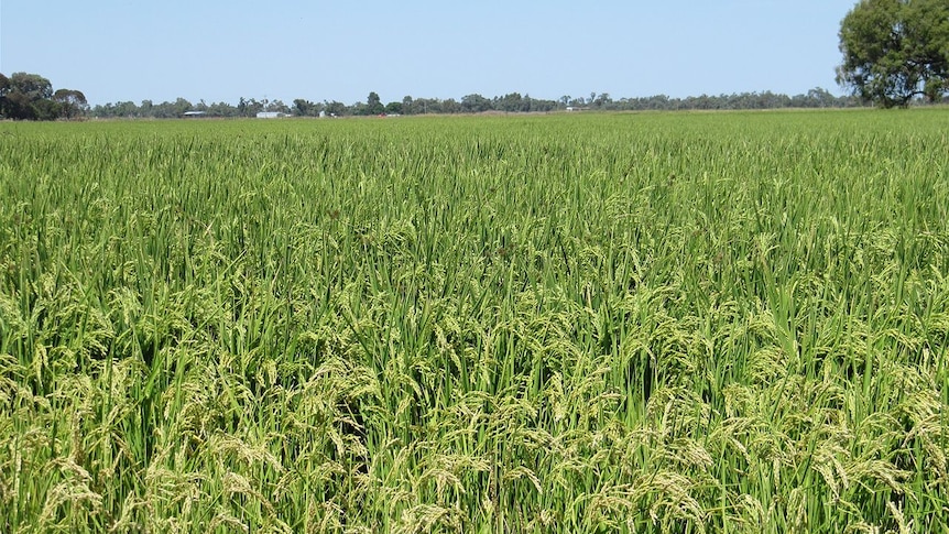 Murray Valley rice
