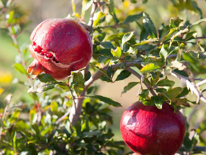 Pomegranates growing in Wanbi, South Australia