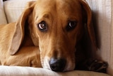 A dachshund beagle dog sitting on a couch.