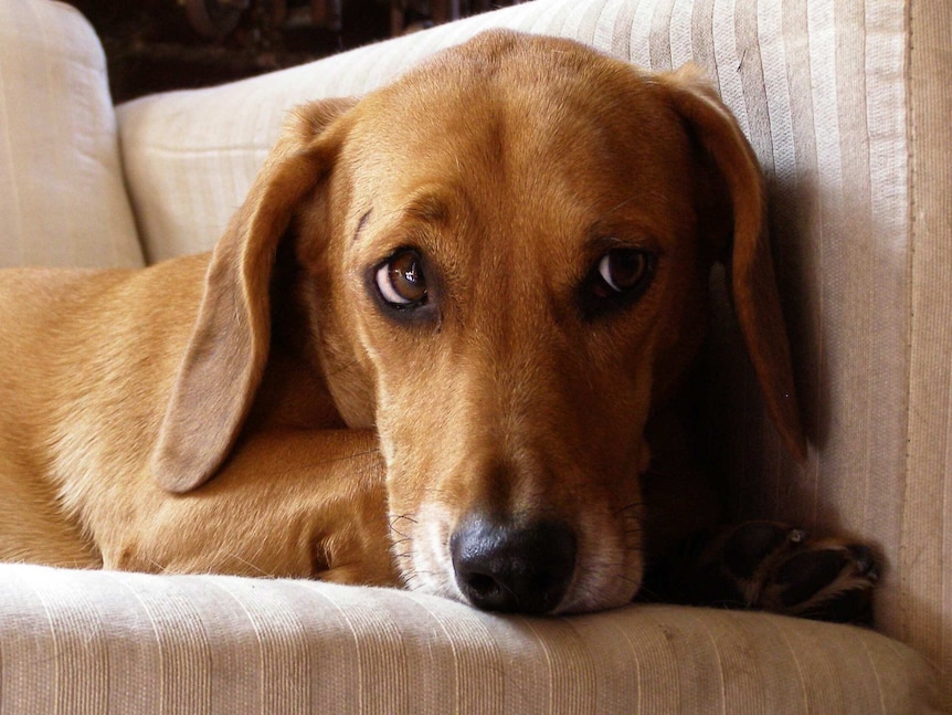 A dachshund beagle dog sitting on a couch.