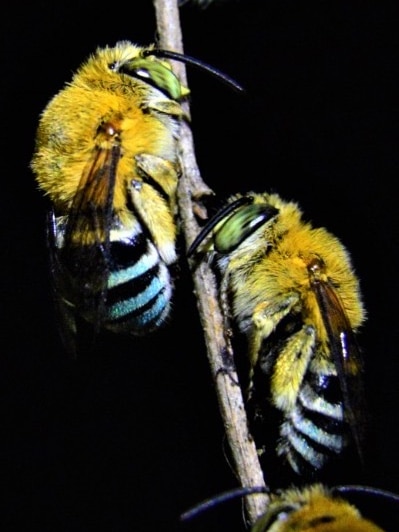 Blue-banded bees resting on a stem