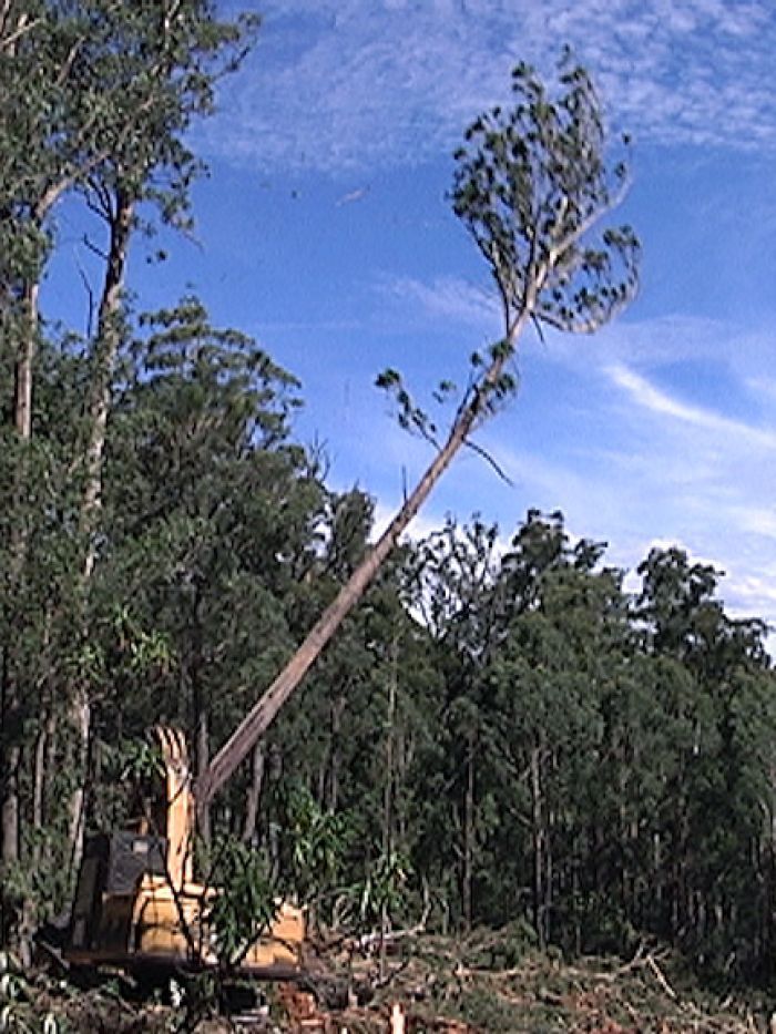 One-fifth of the world's plants at risk of extinction - ABC listen