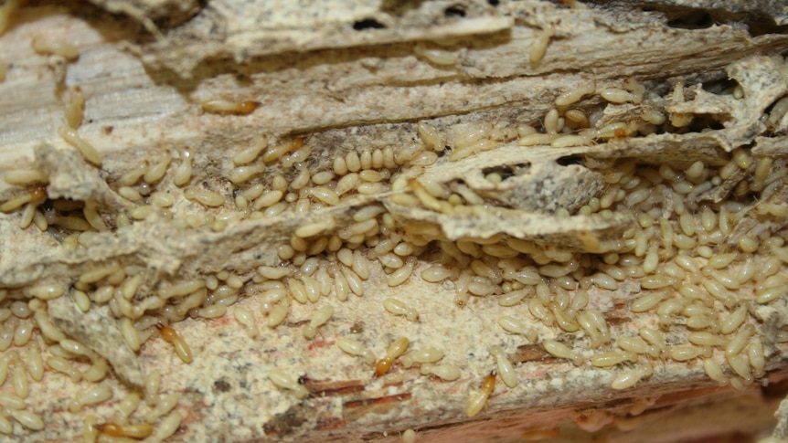 Close up of termites on wood. 