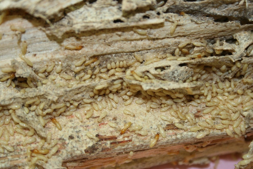 Close up of termites on wood. 