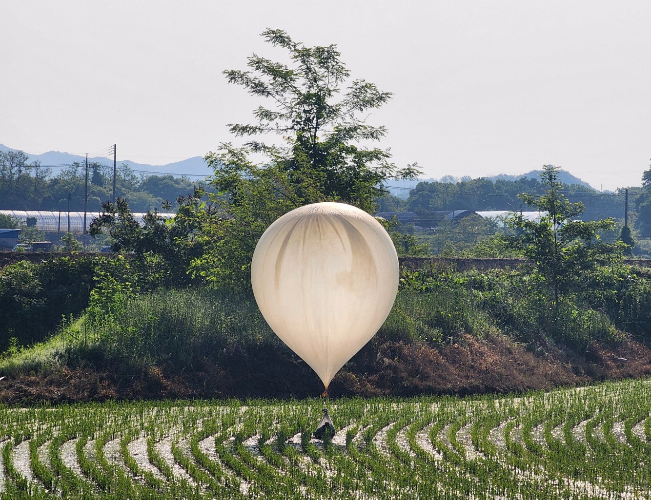 A large white balloon carrying a bad of trash hovers over a rice field. 