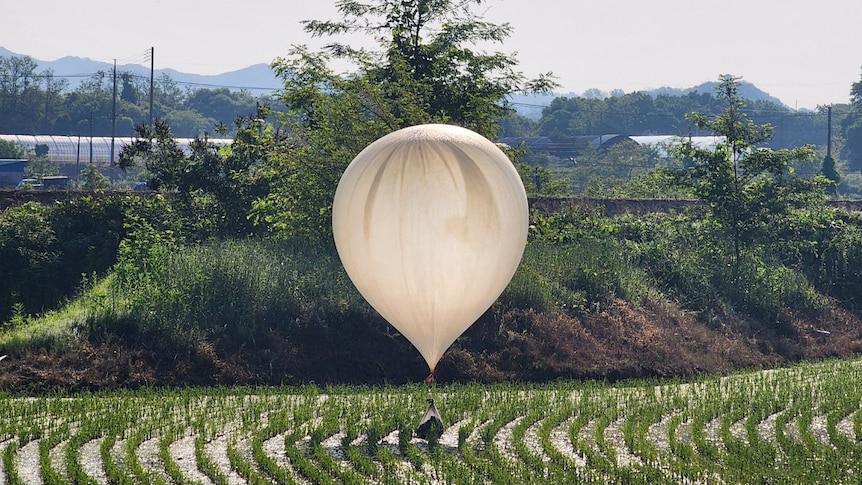 A large white balloon carrying a bad of trash hovers over a rice field. 