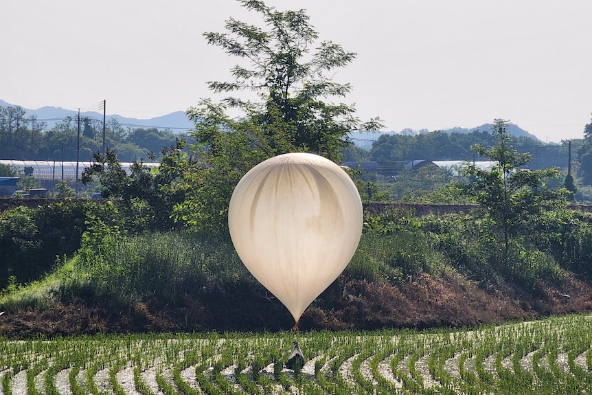 A large white balloon carrying a bad of trash hovers over a rice field. 