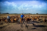 Capturing the magic of the Brinkworth cattle drive