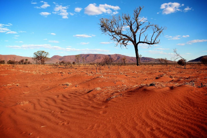 A tree silhouetted against a striking blue sky in a red desert.