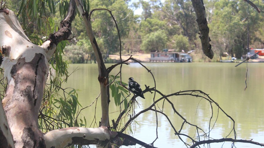 A bird sits on a tree on the banks of the Murray River in Mildura with houseboats in the background.