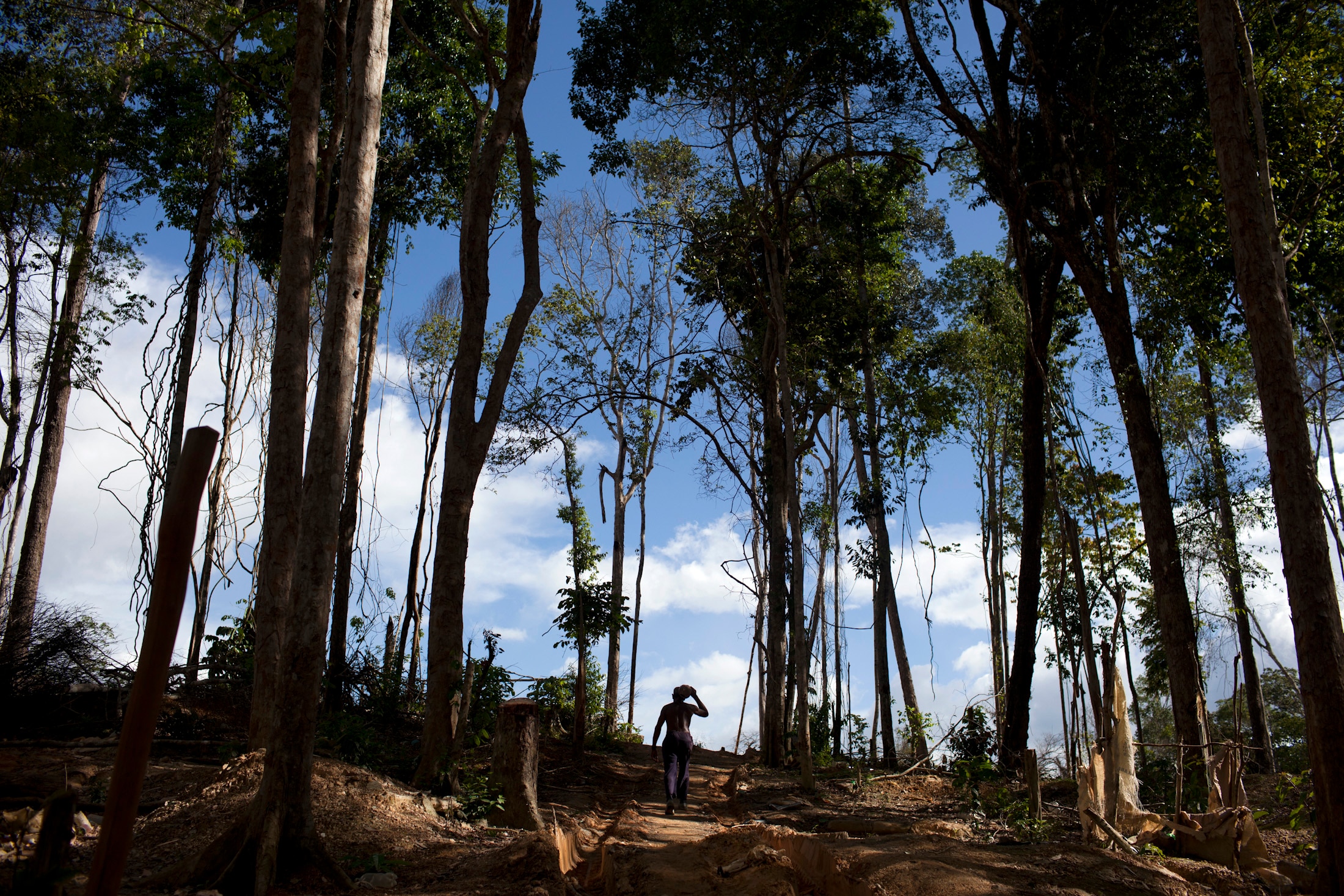 The silhouette of a person walking on a dirt track through tall forest trees on a blue sky backdrop.