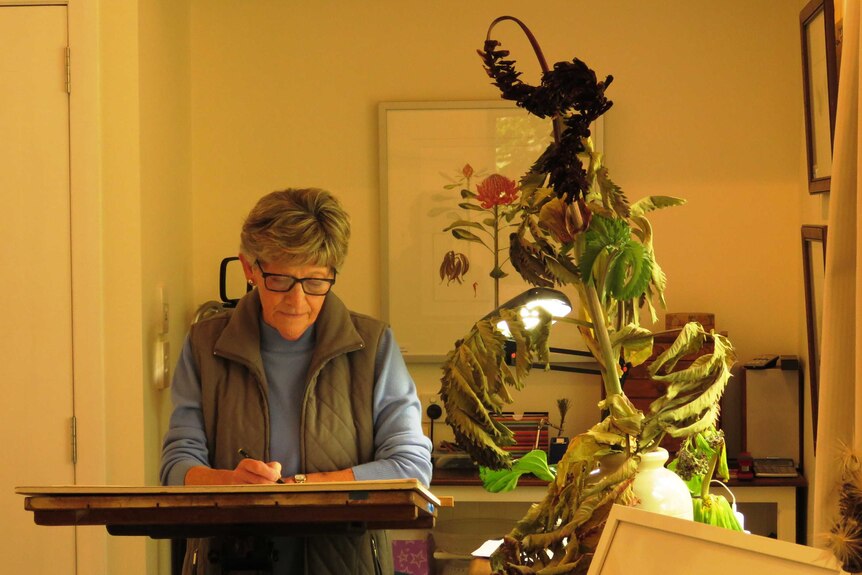 Elaine Musgrave botanical artist